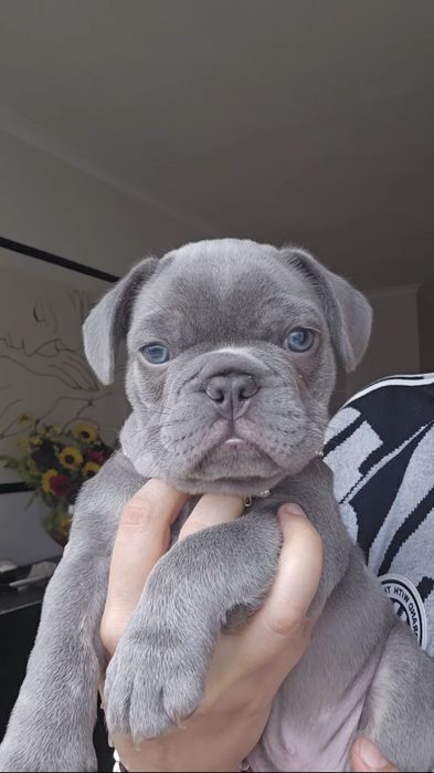 Bulldog francês Lilac