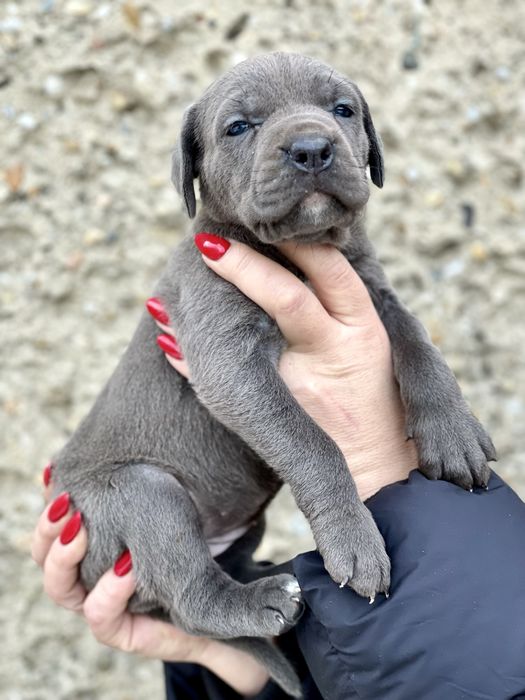 American Bandog - pies