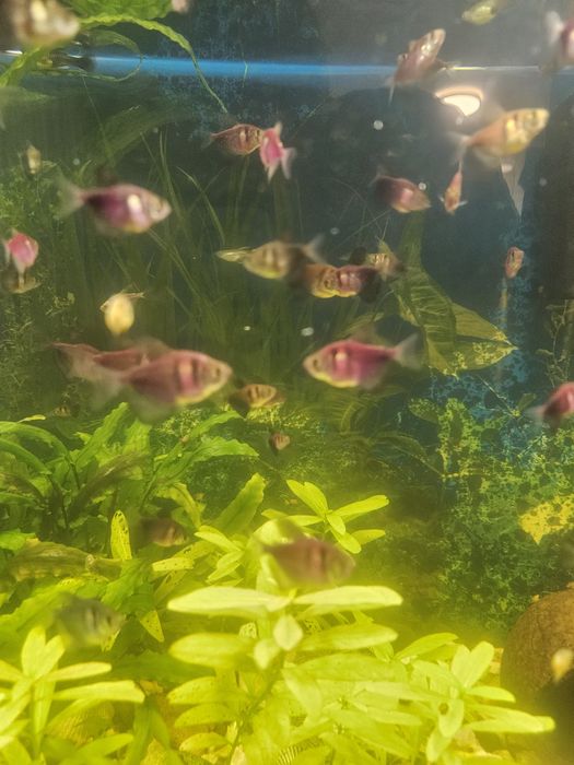 Торнеція колір бордовий тигрик та креветки рожев