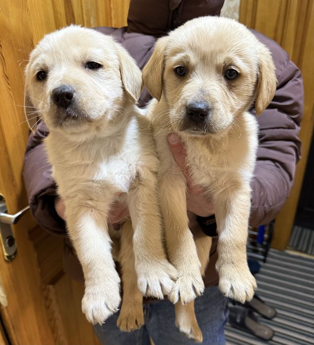 Віддам щенят, цуценят лабладора