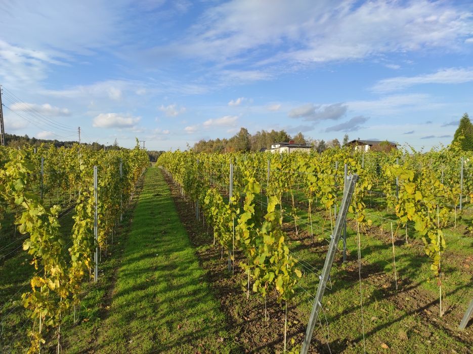Sadzonki Winorośli odmiany przerobowe na wino