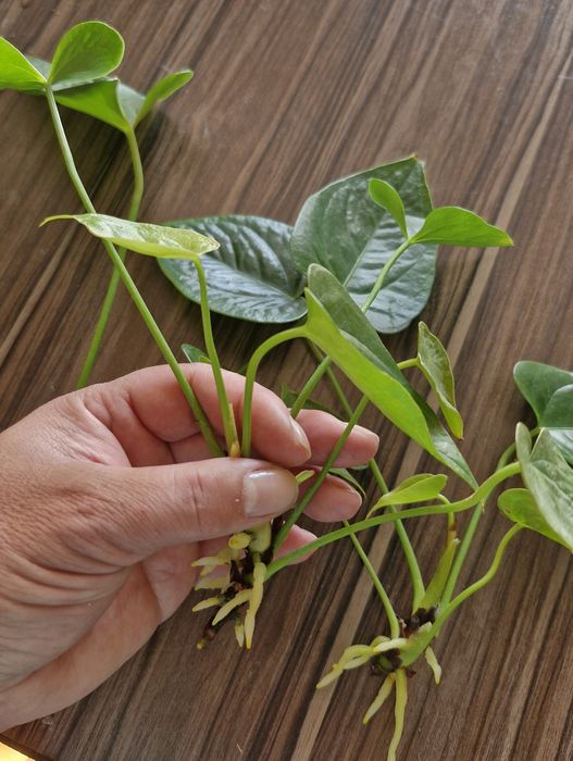 Антуріум червоний.