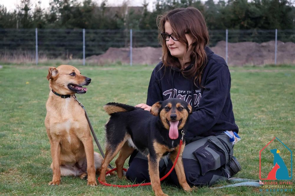 WRAŻLIWA, delikatna, nieduża, uczuciowa, oddana - adoptuj