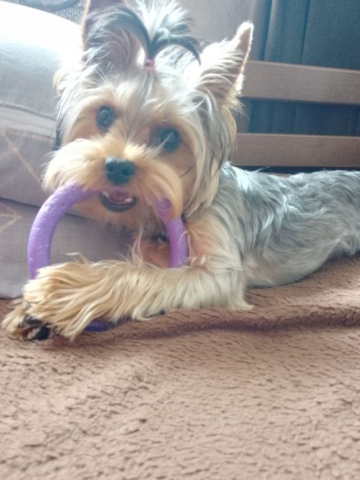 В'язка йоркширського тер'єру