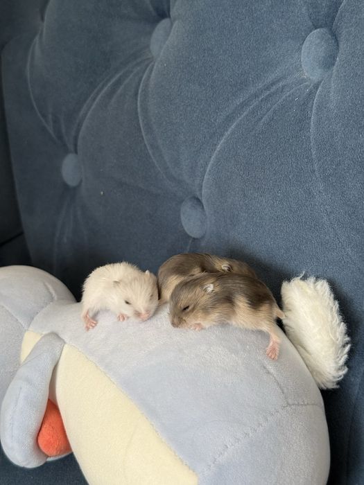 Джунгарський хомʼяк