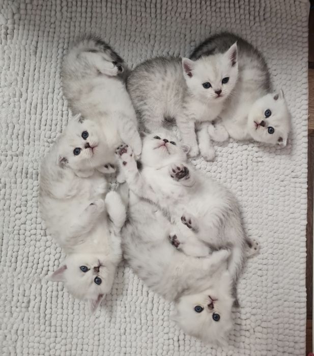 Шотландські кошенята срібна шиншила серебристая шиншилла