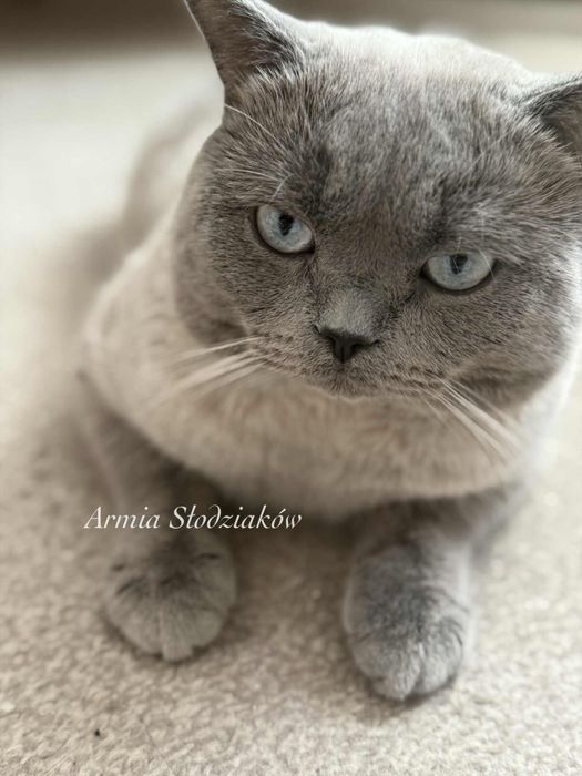 Kocur Brytyjski Point Reproduktor