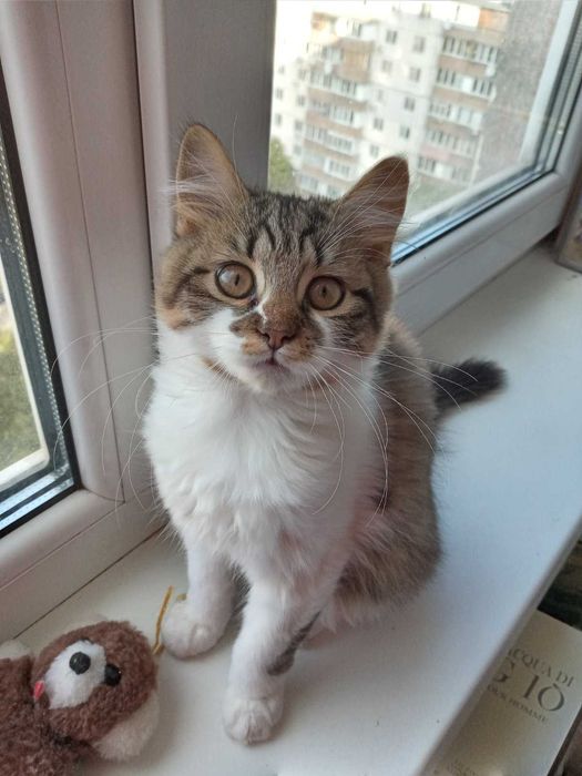 Пропонуються чудові котятки