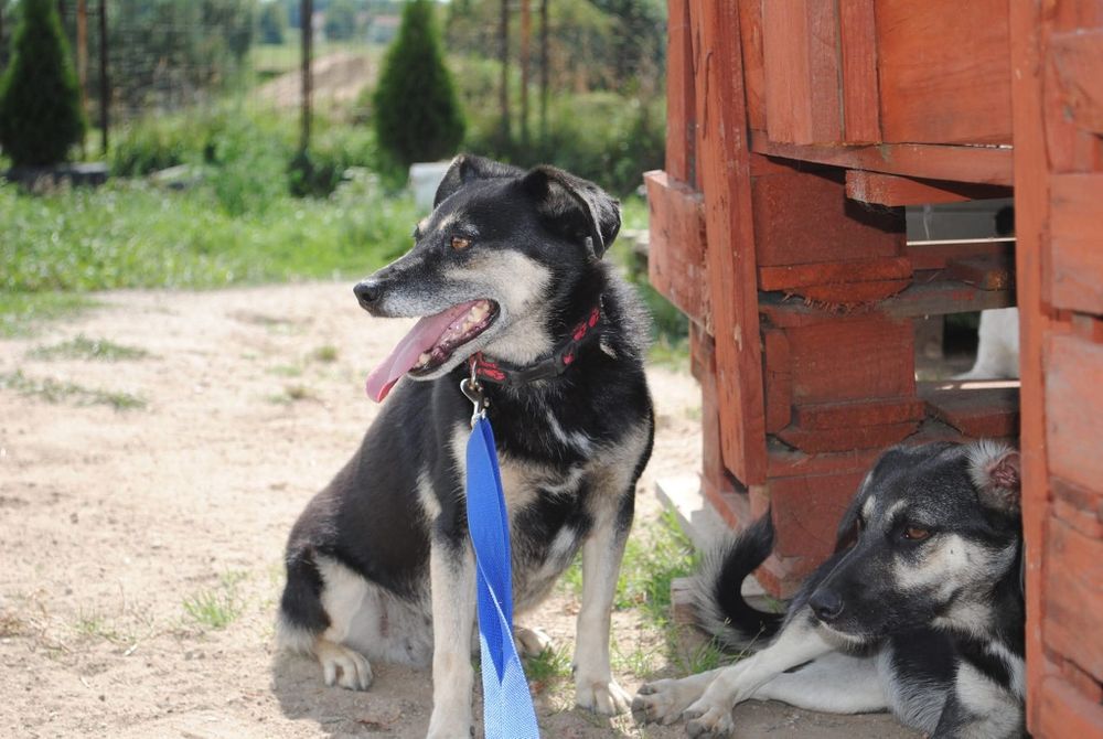 Delikatna , kochana sunia do adopcji