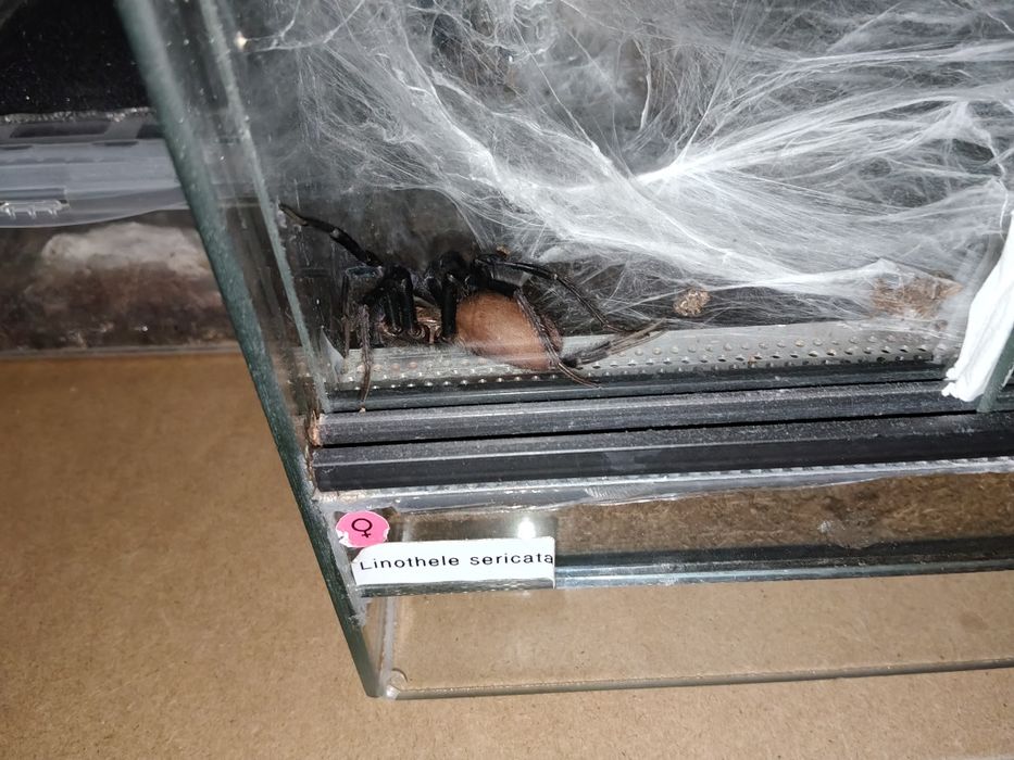 Linothel sericata