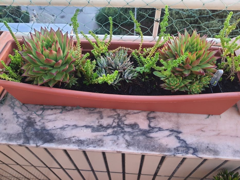 Floreiras com suculentas