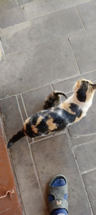 Котики в хороші руки
