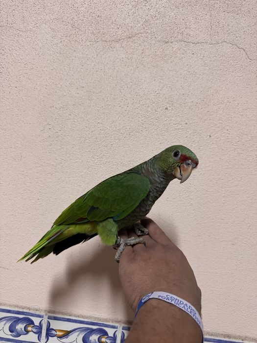 Aves domesticadas