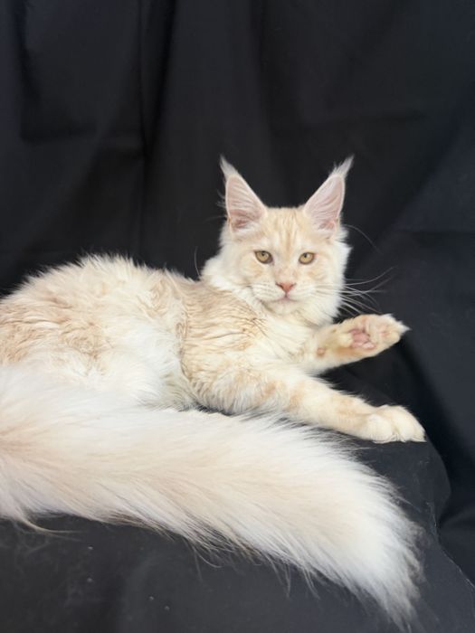 Кошеня мейн кун хлопчик