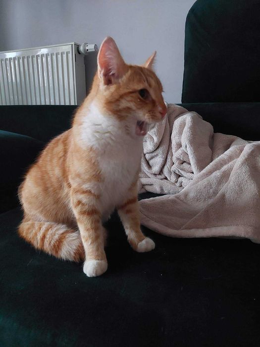 Zaginął Kot - może ktoś szuka?