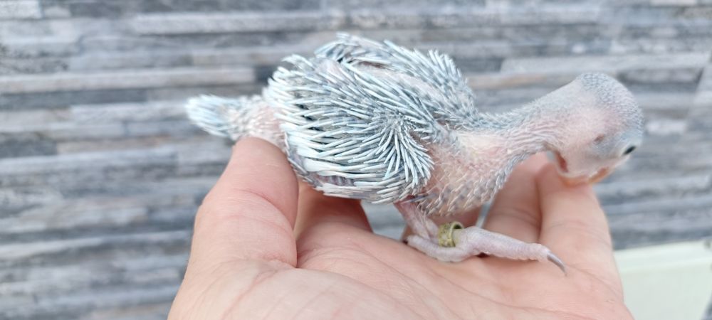Ring Neck s diluídos para acabar de criar