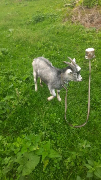 Продам, козлика хорошої породи