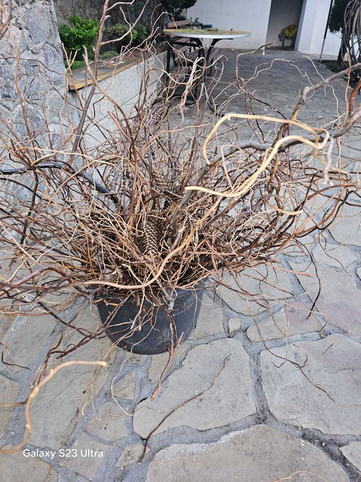 гілки верби  матсудана