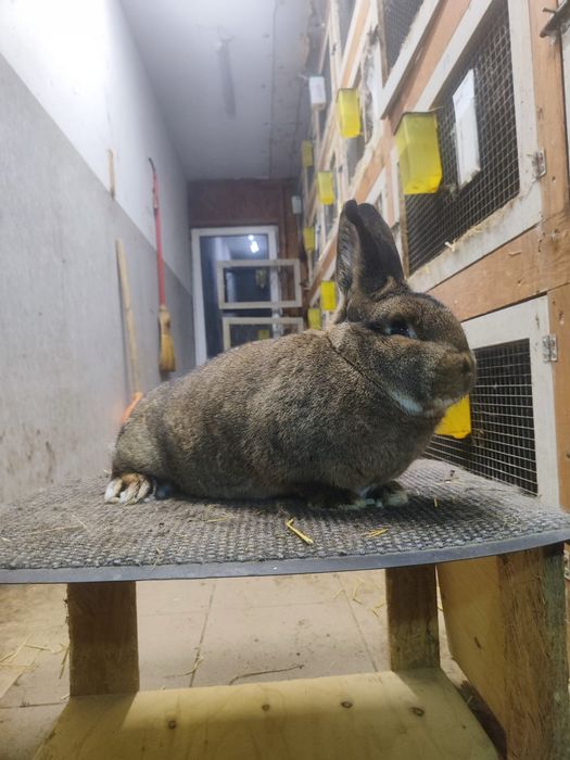 Królik Wiedeński Szary