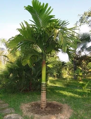 Areca catechu, Arequeira Palmeira-Bétel ou Noz-de-Bétel