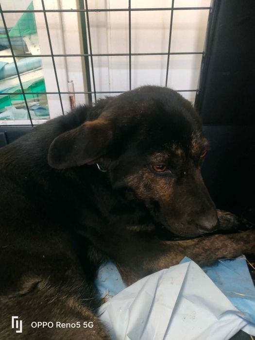 Suczka do adopcji 2 lata