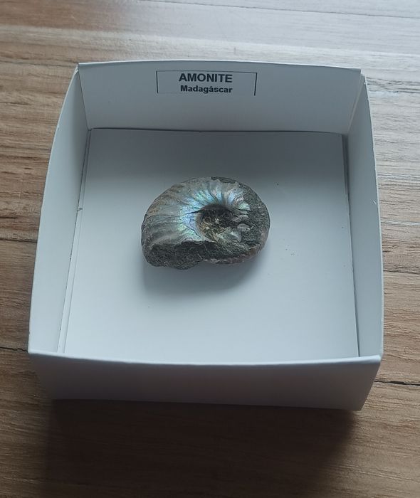 Fóssil Amonite Verdadeiro