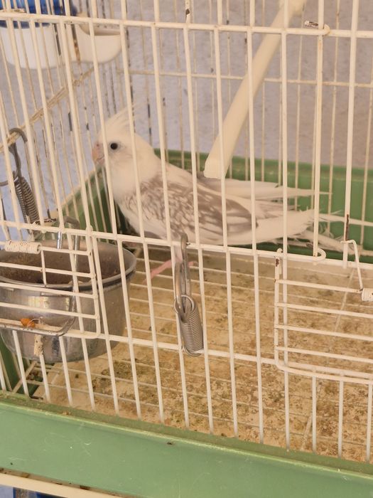 Casal de caturras