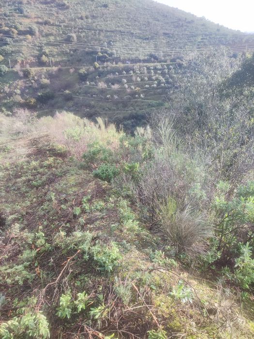 Terreno rústico em Moncorvo