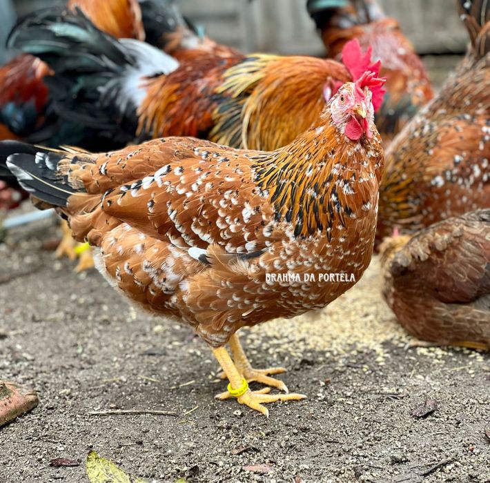 ( OVOS ) LEGHORN MIL FLORES