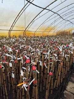 Róża Pienna doniczka 5L