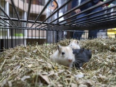 Młode Myszoskoczki.