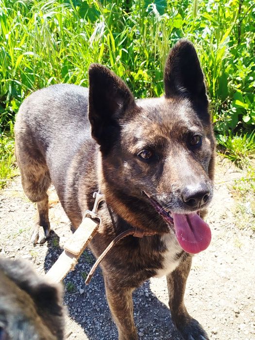 Doce - cadela média para adoção