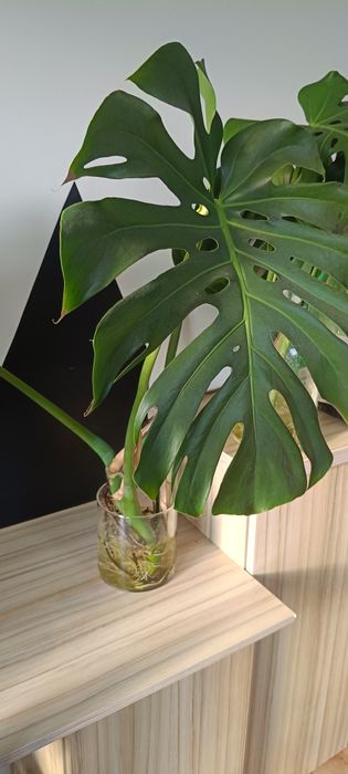 Monstera, bardzo duże liście