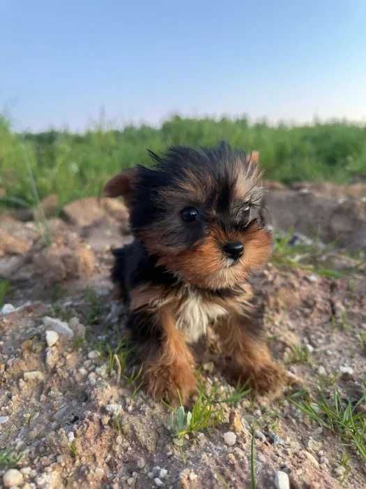 Yorkshire Terrier Minimi