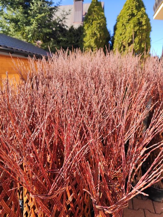 Wierzba pleciona, drzewko wiklinowe