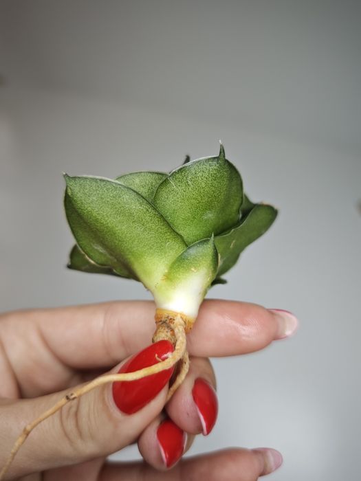 Sansevieria Espresso
