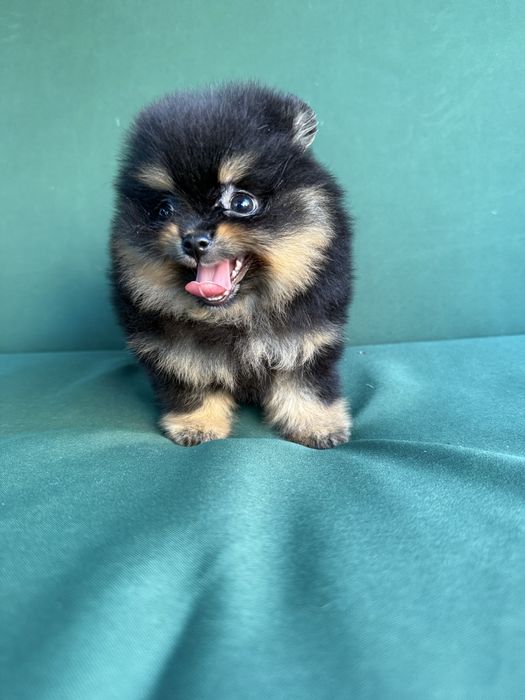 Дiвчинка,супер в розплiднення