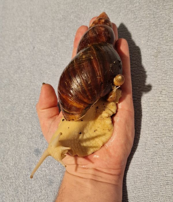 Ślimaki Afrykańskie