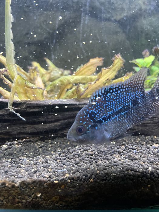 Flowerhorn KAMFA 5/6cm