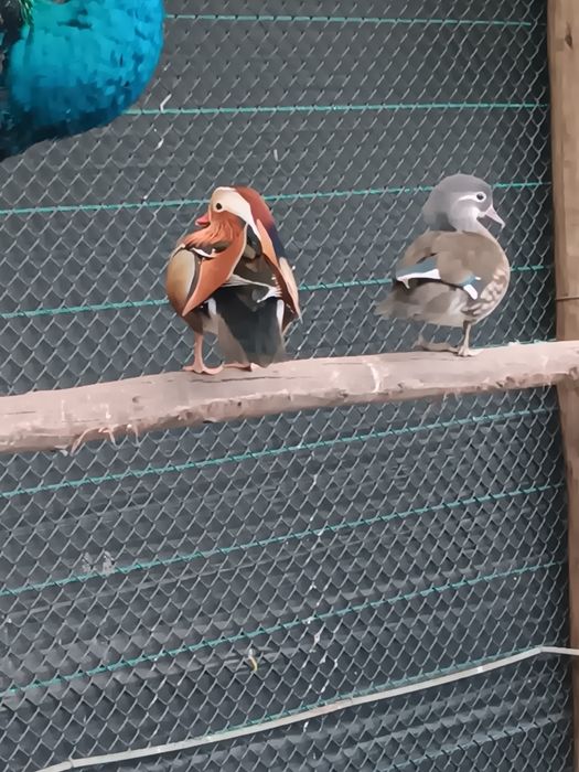 Casal mandarins 2025