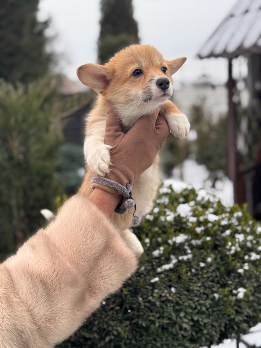 Пухнасті цуцики Коргі Пемброк