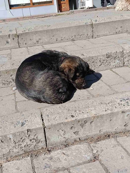 Дівчинка Джус в добрі руки