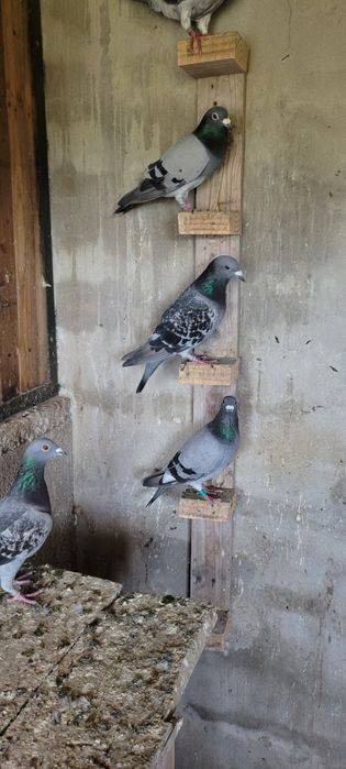 Pombos Correios (Cerca de 25 aves)