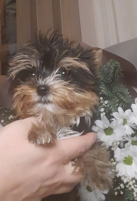 Маленька дівчинка йорк