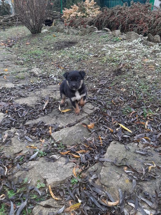 Шукаємо сім'ю  для  цуценят