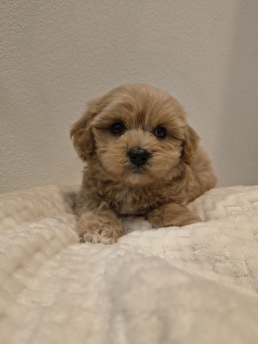 Śliczny piesek Maltipoo
