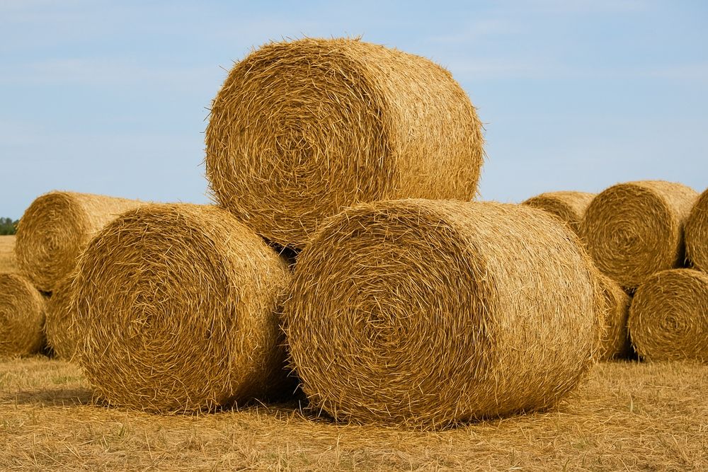 Sprzedam słomę w belach i kostkach