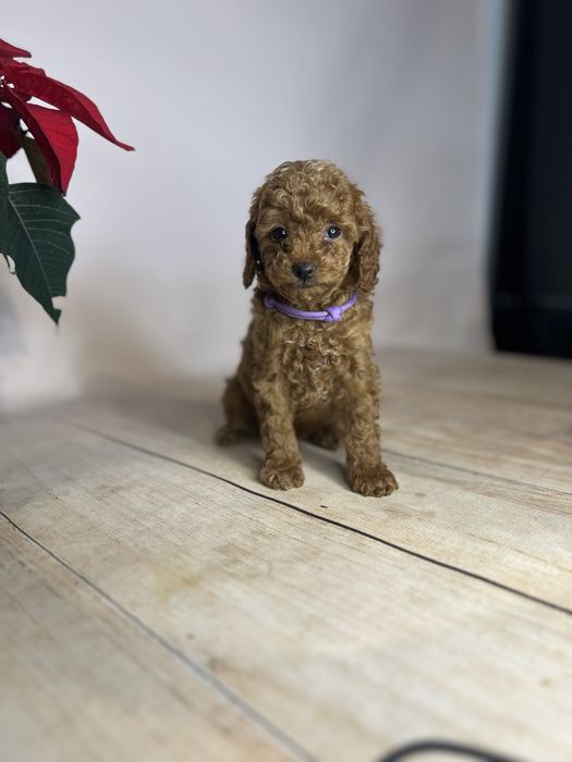 Pudel toy/miniatura chlopiec