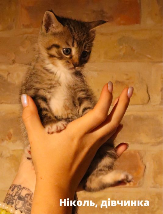 Кошенята, в добрі руки, кошеня Київ, коти