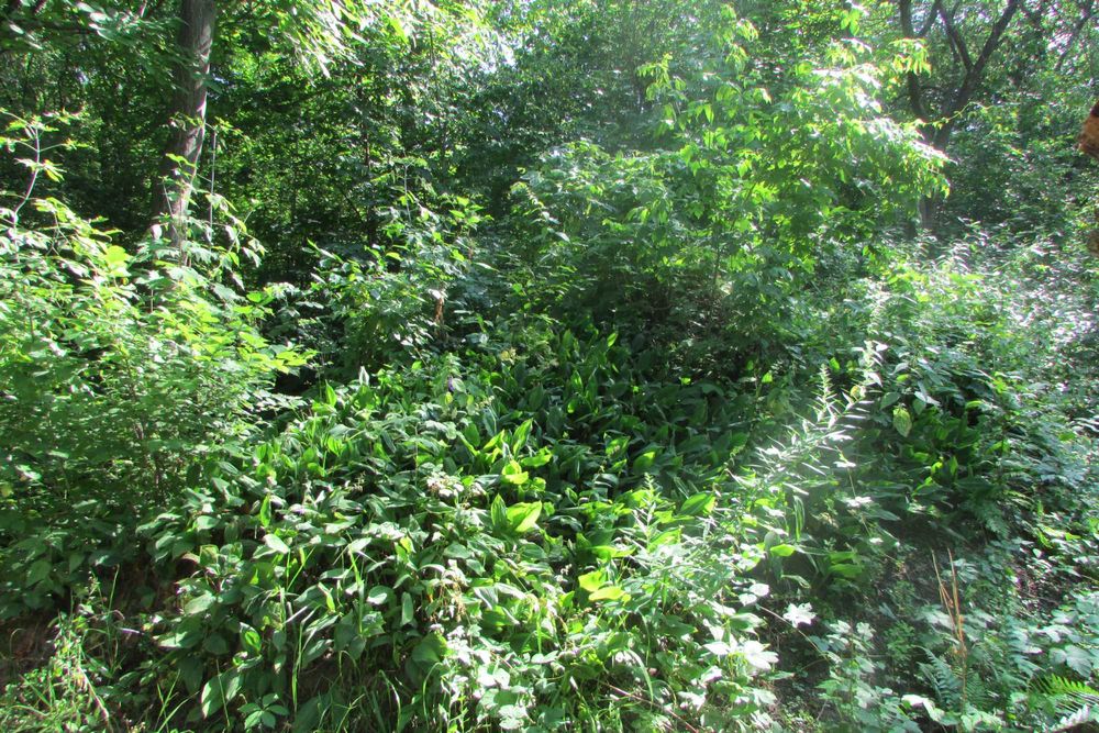 Земельна ділянка 10 соток в с/т "Кожевнік" вул. Отто Шмідта 22/26